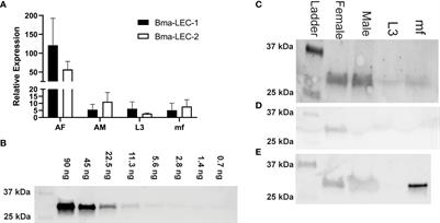 Secreted filarial nematode galectins modulate host immune cells